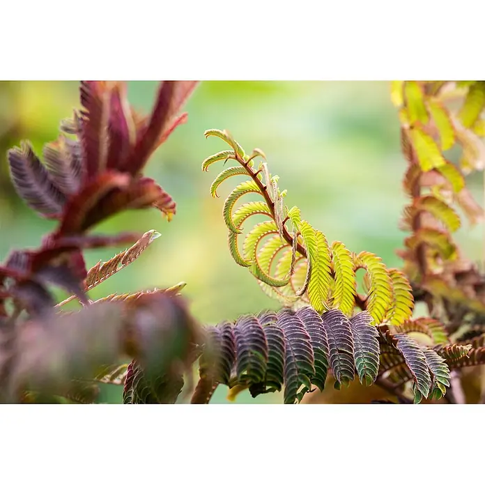 Pflanzen für dich Seidenbaum 60-80 cm - Albizia julibrissin 'Summer Chocolate' - Lebhaft grüne, spiralförmig entfaltende junge Pflanzenblätter an einem Stiel, kontrastiert mit dunklerem rötlichem Laub.