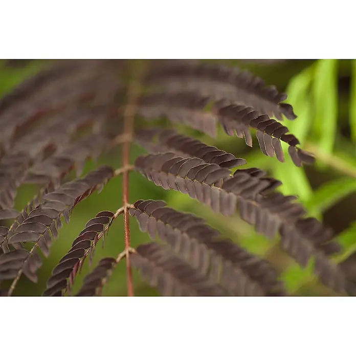 Pflanzen für dich Seidenbaum 60-80 cm - Albizia julibrissin 'Summer Chocolate' - Dunkelrotbraune, farnähnliche Blätter, kunstvoll gemustert.