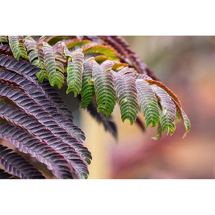 Pflanzen für dich Seidenbaum 60-80 cm - Albizia julibrissin 'Summer Chocolate' - Zarte grün-violette Blätter mit komplexen Mustern, Nahaufnahme.
