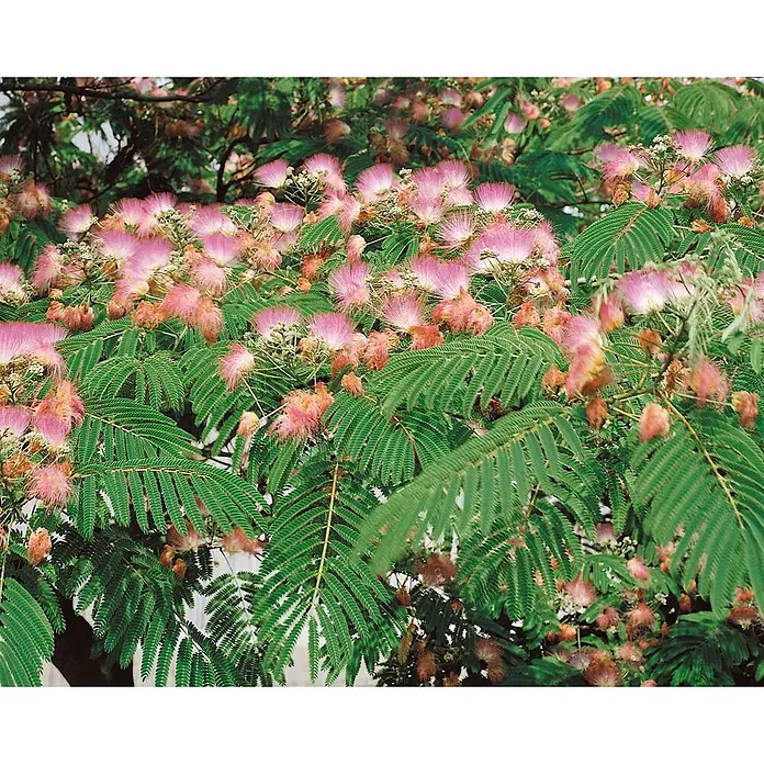 Pflanzen für dich Seidenbaum 60-100 cm - Albizia julibrissin 'Ernest Wilson' - Nahaufnahme eines Mimosenbaums mit zahlreichen flauschigen rosa Blüten und grünen farnähnlichen Blättern.