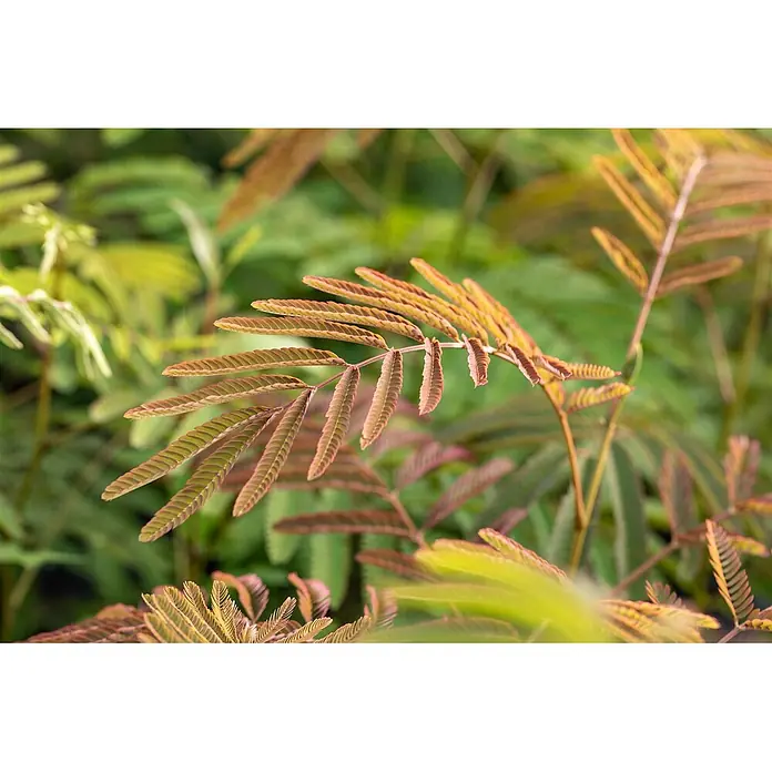 Pflanzen für dich Seidenbaum 60-100 cm - Albizia julibrissin 'Ernest Wilson' - Nahaufnahme einer Pflanze mit zarten, mehrfarbigen Fiederblättern in Grün-, Rot- und Orangetönen.