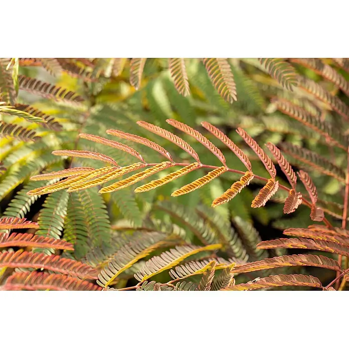 Pflanzen für dich Seidenbaum 60-100 cm - Albizia julibrissin 'Ernest Wilson' - Nahaufnahme von zusammengesetzten Pflanzenblättern mit rotbraunen und gelb-grünen Fiederblättchen.