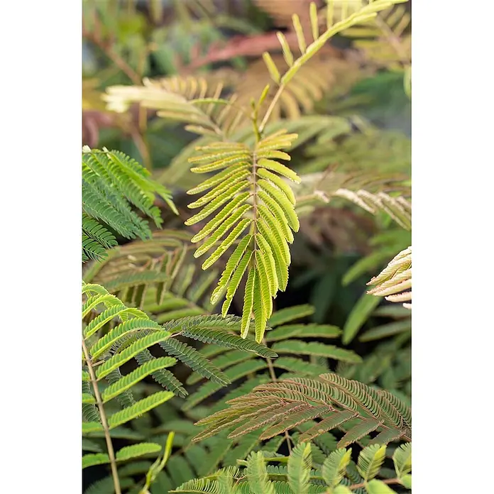 Pflanzen für dich Seidenbaum 60-100 cm - Albizia julibrissin 'Ernest Wilson' - Lebendige grüne, gelbliche und rötliche zusammengesetzte Blätter einer Pflanze.
