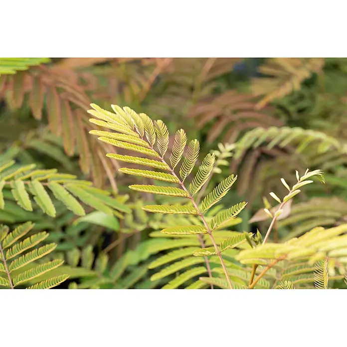 Pflanzen für dich Seidenbaum 60-100 cm - Albizia julibrissin 'Ernest Wilson' - Üppige grün-gelbe, farnähnliche Blätter mit feiner Federstruktur.