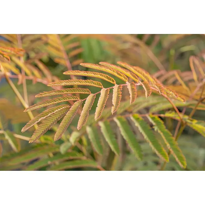 Pflanzen für dich Seidenbaum 60-100 cm - Albizia julibrissin 'Ernest Wilson' - Nahaufnahme eines Pflanzenzweigs mit zarten grünen und orangefarbenen gefiederten Blättern.