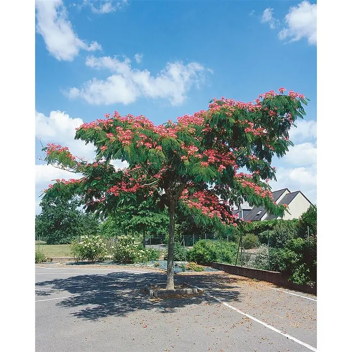 Pflanzen für dich Seidenbaum 40-60 cm - Albizia julibrissin 'Ombrella' - Ein blühender Baum mit leuchtend rosa Blüten und grünem Laub steht auf einem gepflasterten Platz und wirft Schatten.