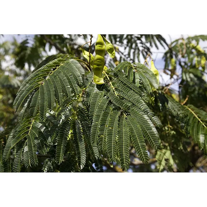 Pflanzen für dich Seidenbaum 40-60 cm - Albizia julibrissin 'Ombrella' - Ast mit dunkelgrünen, gefiederten Blättern und hellgrünen, länglichen Samenschoten.
