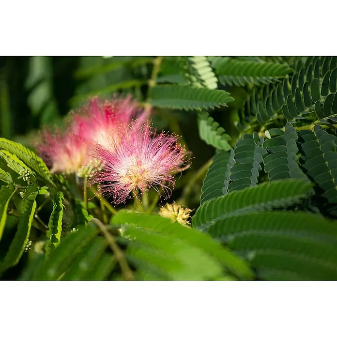 Pflanzen für dich Seidenbaum 40-60 cm - Albizia julibrissin 'Ombrella' - Nahaufnahme flaumiger rosa Blüten mit gelben Spitzen, umgeben von sattgrünen, farnähnlichen Blättern.