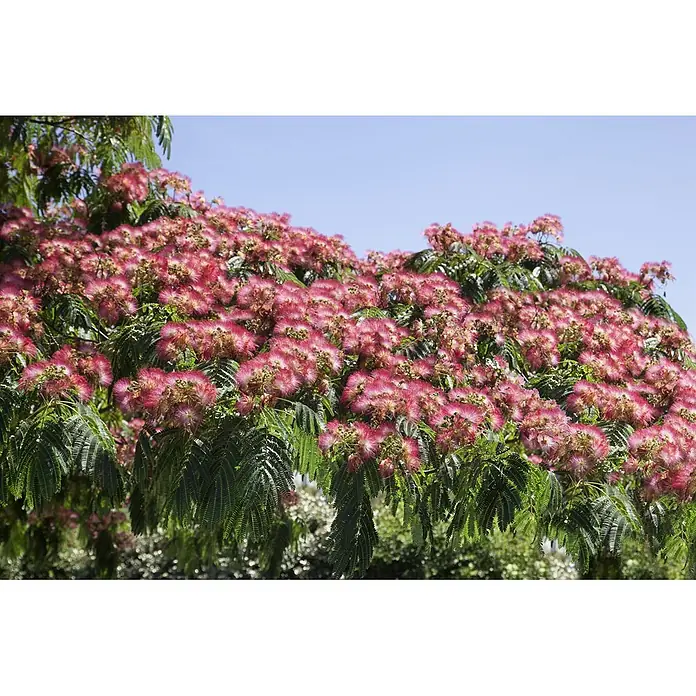 Pflanzen für dich Seidenbaum 40-60 cm - Albizia julibrissin 'Ombrella' - Baum mit leuchtend rosa-weißen, flauschigen Blüten und grünen, farnähnlichen Blättern vor blauem Himmel.