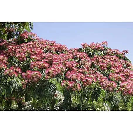 Pflanzen für dich  Seidenbaum 40-60 cm