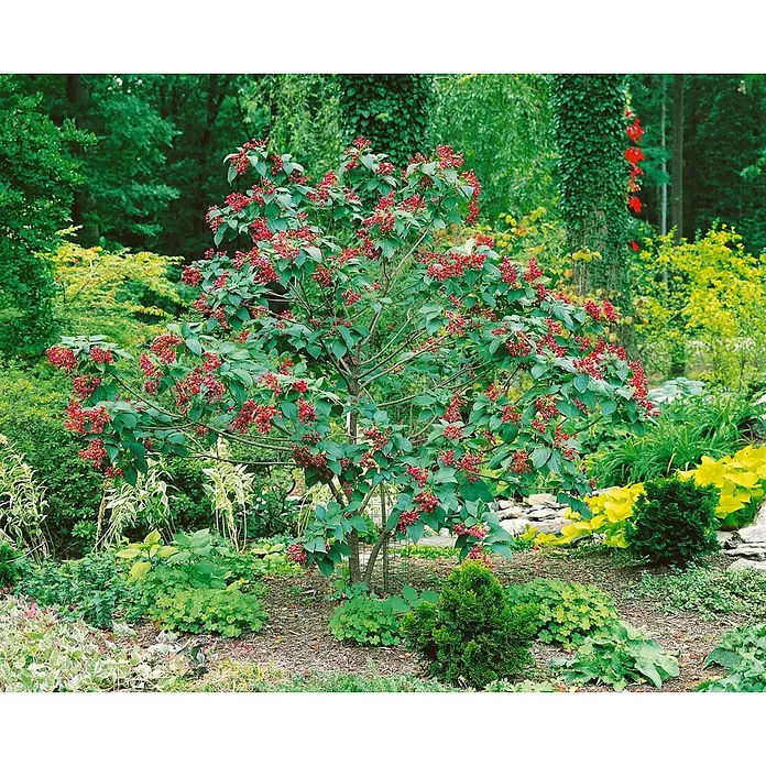 Pflanzen für dich Seidenbaum 60-80 cm - Clerodendrum trichotomum - Ein blühender Strauch mit leuchtend roten Blüten und grünem Laub, umgeben von anderen Gartenpflanzen.