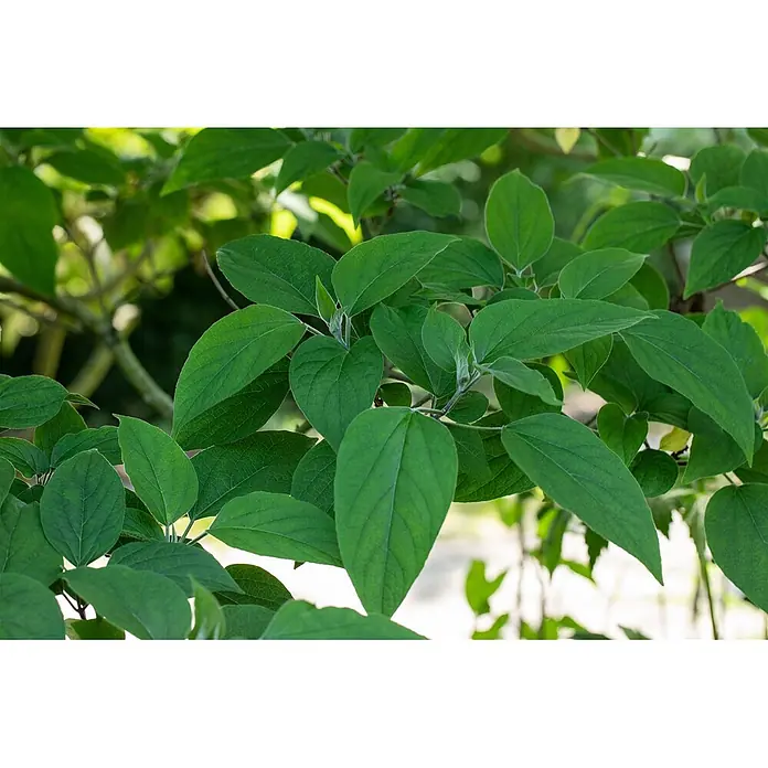 Pflanzen für dich Seidenbaum 60-80 cm - Clerodendrum trichotomum - Kräftig grüne Blätter einer gesunden Pflanze mit frischem, hellerem Wuchs an den Zweigspitzen.