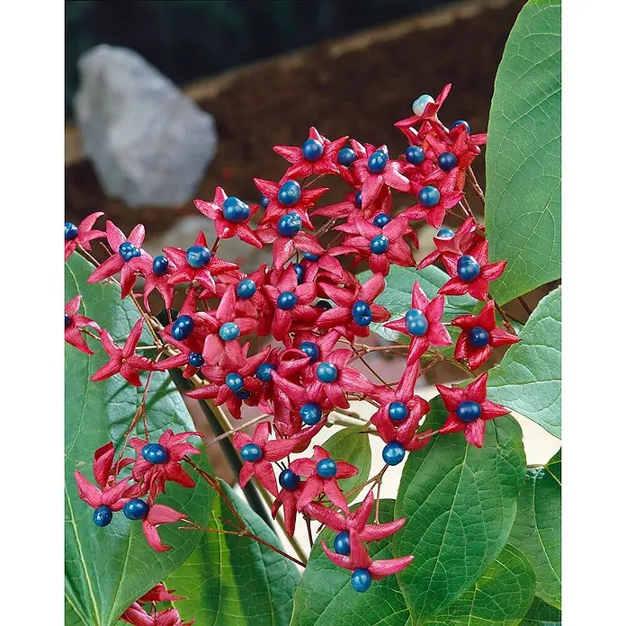 Pflanzen für dich Seidenbaum 60-80 cm - Clerodendrum trichotomum - Lebhafte rote, sternförmige Blüten mit leuchtend blauen Beeren an einer grünblättrigen Pflanze.