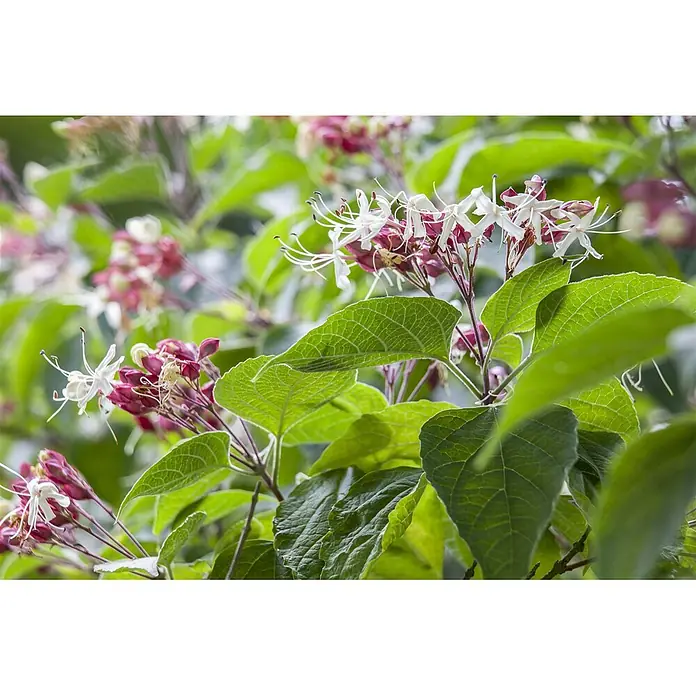 Pflanzen für dich Seidenbaum 60-80 cm - Clerodendrum trichotomum - Weiße und rosa schmetterlingsähnliche Blüten mit langen Staubblättern blühen zwischen saftig grünen Blättern.