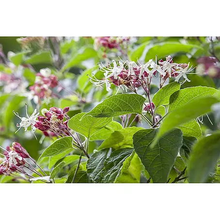 Pflanzen für dich  Seidenbaum 60-80 cm