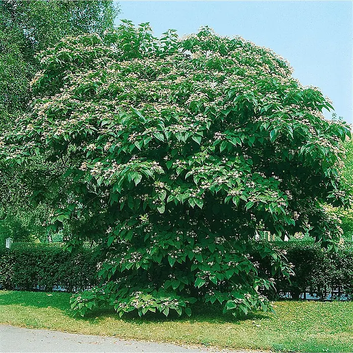 Pflanzen für dich Seidenbaum 60-80 cm - Clerodendrum trichotomum - Großer, buschiger Baum mit dichtem grünem Laub und zahlreichen kleinen, hellen Blüten, auf einer Rasenfläche im Garten.
