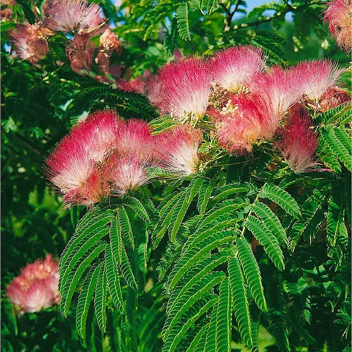 Pflanzen für dich Seidenbaum 60-80 cm - Albizia julibrissin 'Tropical Dream' - Nahaufnahme eines Mimosenbaums mit flauschigen rosa Blüten und grünen, farnartigen Blättern.