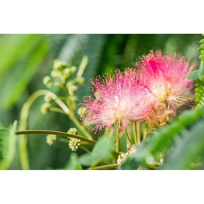 Pflanzen für dich Seidenbaum 60-80 cm - Albizia julibrissin 'Tropical Dream' - Zwei flauschige rosa Mimosenblüten mit zarten Staubblättern und grünem Laub.