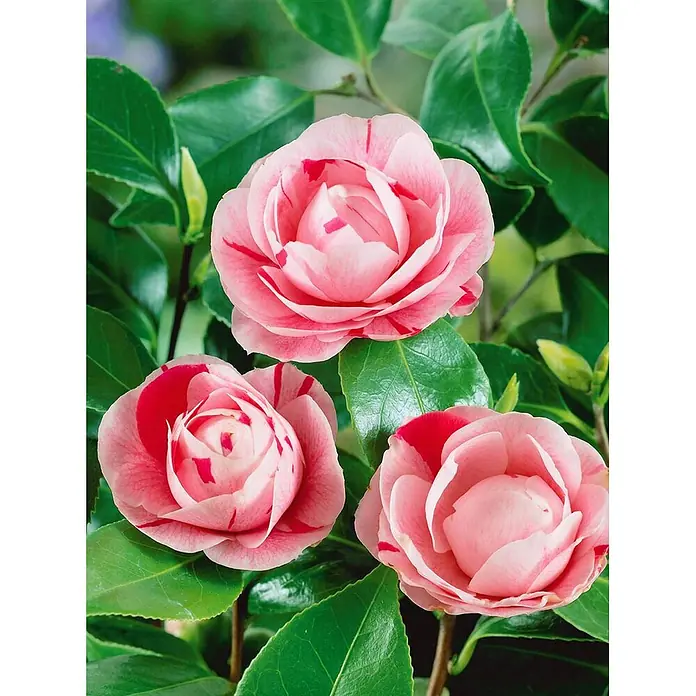 Pflanzen für dich Japanische Kamelie 'Bonomiana' 30-40 cm - Camellia japonica 'Bonomiana', Blütenfarbe: Rosa - Drei rosa Kamelienblüten mit roten Streifen, eingebettet in glänzendes grünes Laub.