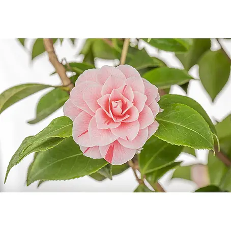 Pflanzen für dich  Japanische Kamelie 'Bonomiana' 30-40 cm