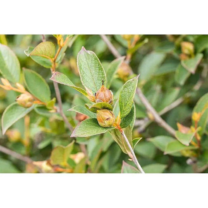 Pflanzen für dich Japanische Kamelie 100-125 cm - Stewartia pseudocamellia, Blütenfarbe: Weiß - Zwei braun-grüne Pflanzenknospen erscheinen zwischen üppig grünen Blättern an einem Ast.
