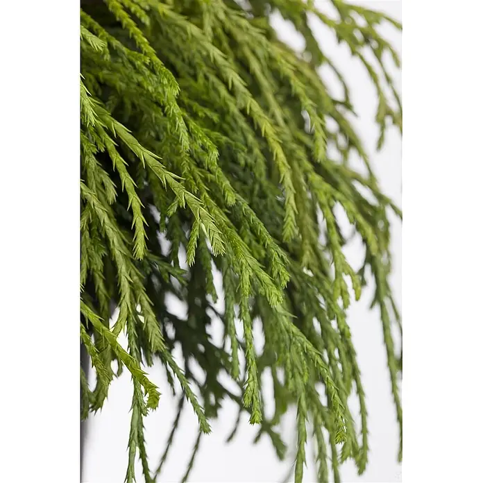 Pflanzen für dich Faden-Scheinzypresse 15-20 cm - Chamaecyparis pisifera 'Nana', Aktuelle Wuchshöhe: 15 cm - 20 cm - Üppiger grüner künstlicher Zypressenzweig zur Dekoration.