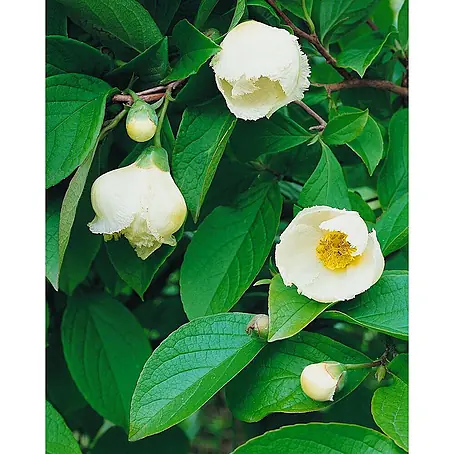 Pflanzen für dich  Japanische Kamelie 100-125 cm