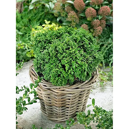 Pflanzen für dich  Faden-Scheinzypresse 15-20 cm