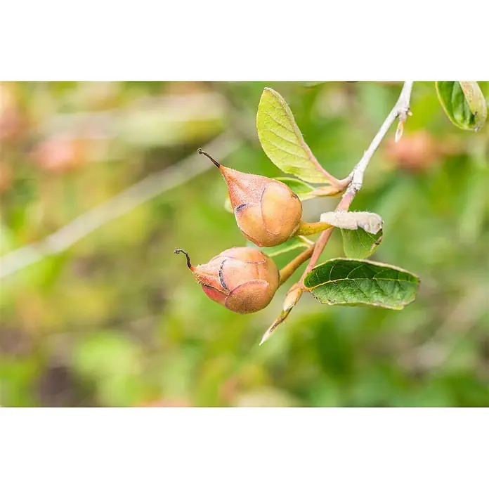 Pflanzen für dich Japanische Kamelie 100-125 cm - Stewartia pseudocamellia, Blütenfarbe: Weiß - Zwei flaumige, beigefarbene bis pfirsichfarbene Pflanzenknospen mit dunklen Spitzen und Markierungen an einem Ast mit grünen Blättern.