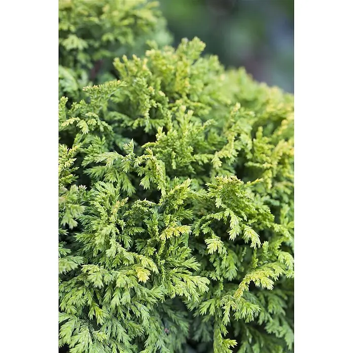 Pflanzen für dich Faden-Scheinzypresse 15-20 cm - Chamaecyparis pisifera 'Nana', Aktuelle Wuchshöhe: 15 cm - 20 cm - Nahaufnahme eines dichten, texturierten grünen Nadelstrauchs mit kleinen, schuppenförmigen Blättern und gelblichem Neuaustrieb.