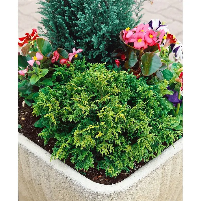 Pflanzen für dich Faden-Scheinzypresse 15-20 cm - Chamaecyparis pisifera 'Nana', Aktuelle Wuchshöhe: 15 cm - 20 cm - Betonpflanzgefäß mit vielfältigen grünen Pflanzen, rosa und roten Blüten sowie einer blaugrünen Konifere.