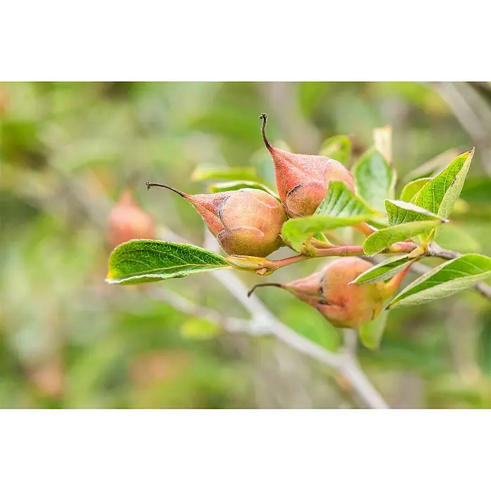 Pflanzen für dich Japanische Kamelie 100-125 cm - Stewartia pseudocamellia, Blütenfarbe: Weiß - Flauschige, spitze, hellorange Pflanzenhülsen mit dunklen Spitzen an einem Ast mit grünen Blättern.