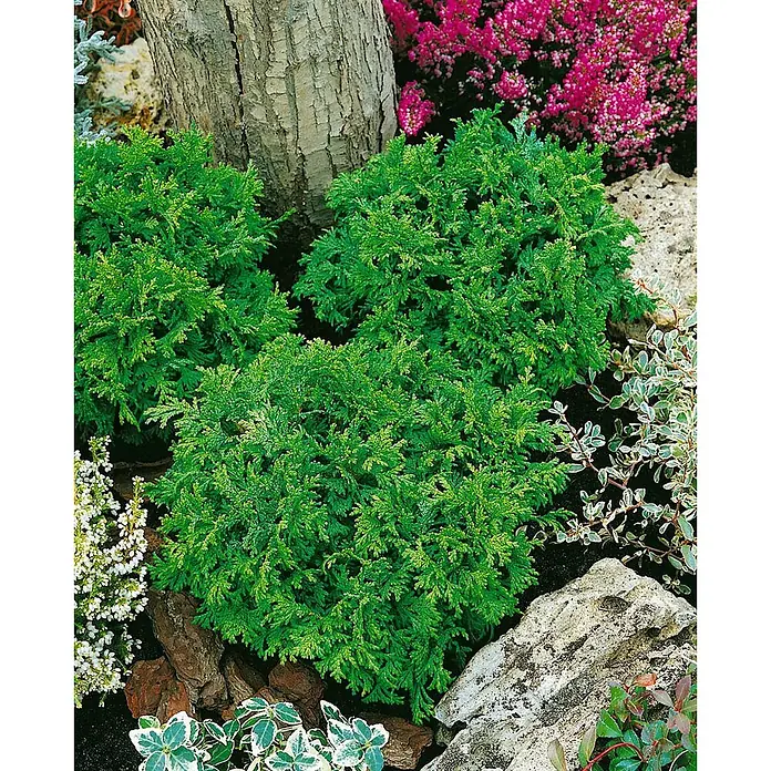Pflanzen für dich Faden-Scheinzypresse 15-20 cm - Chamaecyparis pisifera 'Nana', Aktuelle Wuchshöhe: 15 cm - 20 cm - Drei leuchtend grüne Zwergkoniferen gedeihen im Garten, umgeben von einem Baumstamm und Ziersteinen.