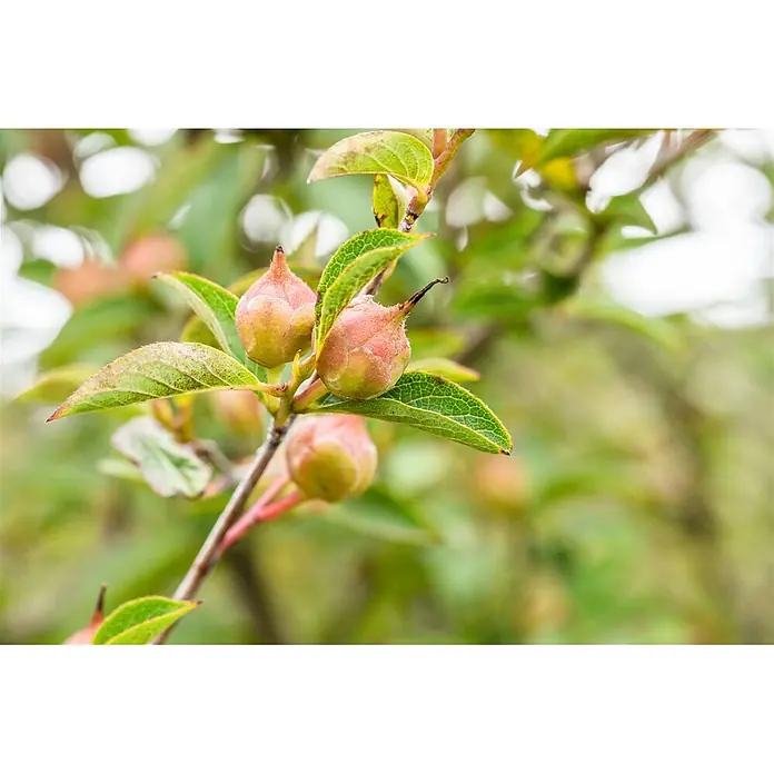 Pflanzen für dich Japanische Kamelie 100-125 cm - Stewartia pseudocamellia, Blütenfarbe: Weiß - Nahaufnahme eines Astes mit mehreren sich entwickelnden Pflanzenknospen, hellgrün mit rötlich-rosa Spitzen, umgeben von grünen Blättern.