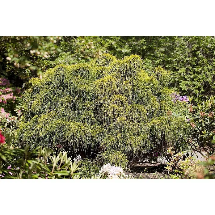Pflanzen für dich Faden-Scheinzypresse 15-20 cm - Chamaecyparis pisifera 'Nana', Aktuelle Wuchshöhe: 15 cm - 20 cm - Großer, hängender Goldzypressenstrauch mit fedrigem, hellgrünem Laub in einem Garten.