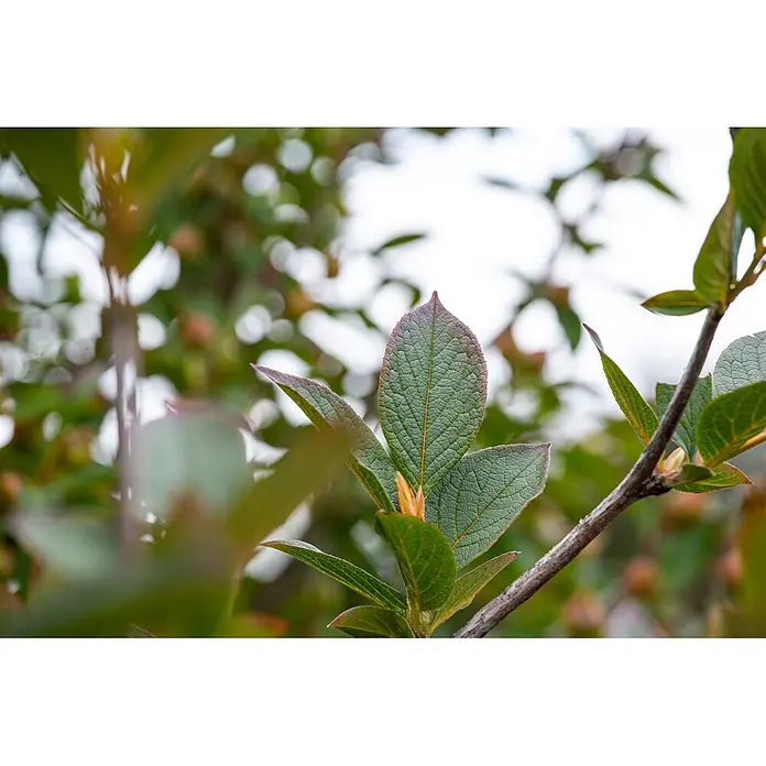 Pflanzen für dich Japanische Kamelie 100-125 cm - Stewartia pseudocamellia, Blütenfarbe: Weiß - Nahaufnahme eines Pflanzenzweigs mit strukturierten grünen Blättern, purpurroten Rändern und einer kleinen Knospe.