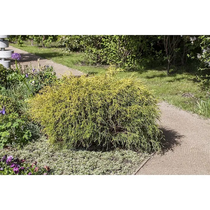Pflanzen für dich Faden-Scheinzypresse 20-30 cm - Chamaecyparis pisifera 'Filifera Aurea Nana', Aktuelle Wuchshöhe: 20 cm - 30 cm - Ein leuchtend gelb-grüner immergrüner Strauch wächst neben einem Gartenweg.