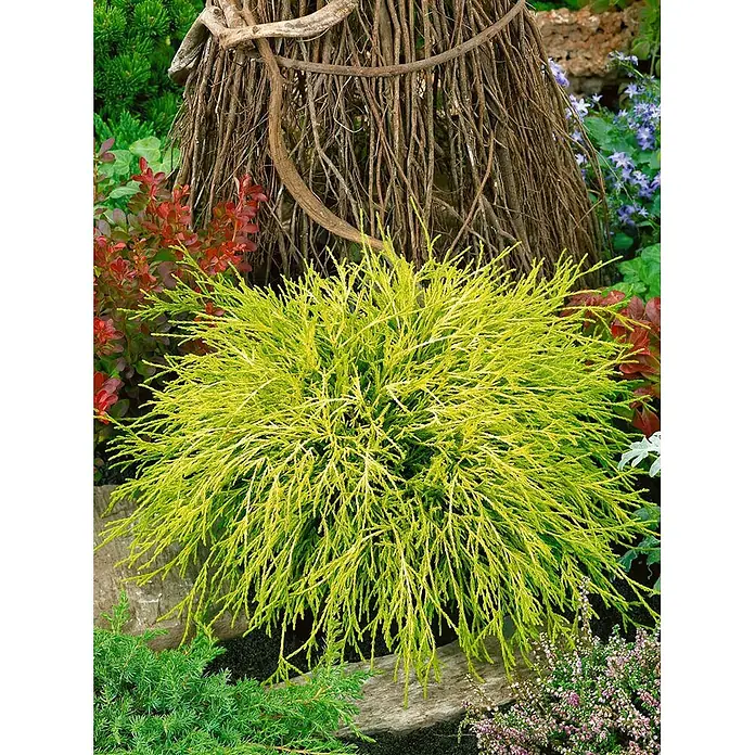 Pflanzen für dich Faden-Scheinzypresse 20-30 cm - Chamaecyparis pisifera 'Filifera Aurea Nana', Aktuelle Wuchshöhe: 20 cm - 30 cm - Heller gelbgrüner, federartiger Nadelstrauch in einem Garten.