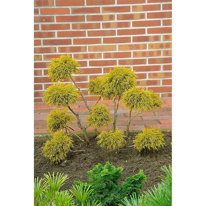 Pflanzen für dich Faden-Scheinzypresse 20-30 cm - Chamaecyparis pisifera 'Filifera Aurea Nana', Aktuelle Wuchshöhe: 20 cm - 30 cm - Gelb-goldene Koniferen-Sträucher in Pomponform in einem Gartenbeet vor einer roten Ziegelwand.