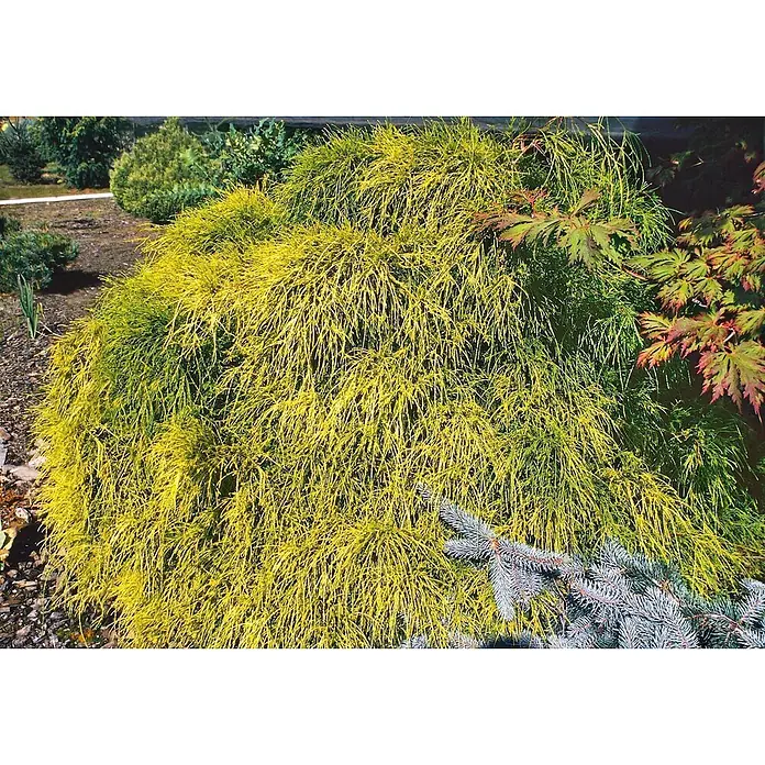 Pflanzen für dich Faden-Scheinzypresse 20-30 cm - Chamaecyparis pisifera 'Filifera Aurea Nana', Aktuelle Wuchshöhe: 20 cm - 30 cm - Ein großer, dichter, leuchtend gelb-grüner Hänge-Nadelbaum oder Strauch füllt den größten Teil des Bildes in einer Gartenlandschaft.