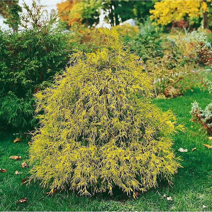 Pflanzen für dich Faden-Scheinzypresse 20-30 cm - Chamaecyparis pisifera 'Filifera Aurea Nana', Aktuelle Wuchshöhe: 20 cm - 30 cm - Leuchtend goldgelber Koniferenstrauch mit feinem, federartigem Laub, der in einem Garten gedeiht.