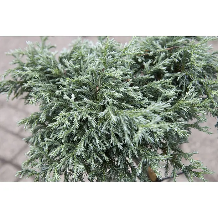 Pflanzen für dich Faden-Scheinzypresse 20-30 cm - Chamaecyparis pisifera 'Baby Blue', Aktuelle Wuchshöhe: 20 cm - 30 cm - Dichtes, silbrig-blaues immergrünes Laub mit einer strukturierten, schuppenartigen Optik.
