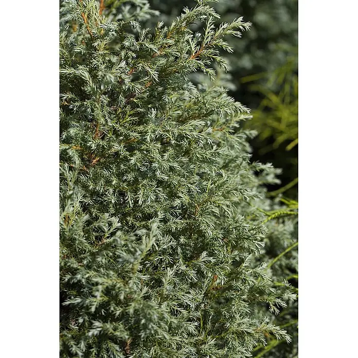 Pflanzen für dich Faden-Scheinzypresse 20-30 cm - Chamaecyparis pisifera 'Baby Blue', Aktuelle Wuchshöhe: 20 cm - 30 cm - Nahaufnahme eines dichten, silbrig-grünen immergrünen Strauchs mit nadelförmigen Blättern.