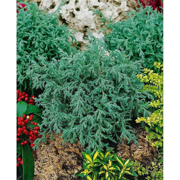 Pflanzen für dich Faden-Scheinzypresse 20-30 cm - Chamaecyparis pisifera 'Baby Blue', Aktuelle Wuchshöhe: 20 cm - 30 cm - Dichte blau-grüne immergrüne Pflanze, möglicherweise Wacholder oder Zypresse, eingebettet zwischen Steinen und anderen Gartenpflanzen.