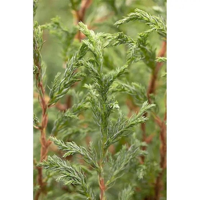 Pflanzen für dich Faden-Scheinzypresse 20-30 cm - Chamaecyparis pisifera 'Baby Blue', Aktuelle Wuchshöhe: 20 cm - 30 cm - Nahaufnahme eines lebhaft grünen Koniferenzweigs mit weichen, schuppenförmigen Blättern und rotbraunen Stielen.
