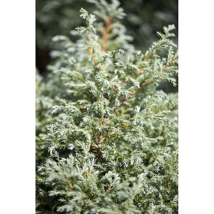 Pflanzen für dich Faden-Scheinzypresse 20-30 cm - Chamaecyparis pisifera 'Baby Blue', Aktuelle Wuchshöhe: 20 cm - 30 cm - Nahaufnahme eines silbrig-grünen Nadelstrauchs mit dichtem, federartigem Laub.