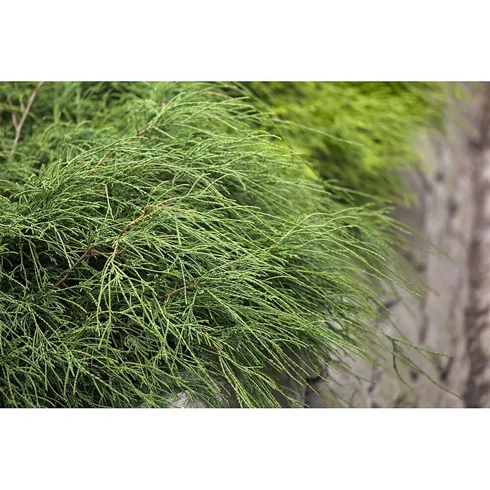 Pflanzen für dich Faden-Scheinzypresse 20-25 cm - Chamaecyparis pisifera 'Filifera Nana', Aktuelle Wuchshöhe: 20 cm - 25 cm - Dichtes, leuchtend grünes Laub mit fedrigen Ästen.