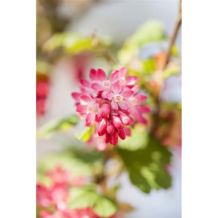 Pflanzen für dich Blutjohannisbeere 60-80 cm - Ribes sanguineum 'King Edward VII', Rot - Bündel leuchtend rosafarbener Blüten und Knospen an einem grünen Zweig.
