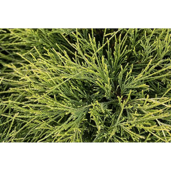 Pflanzen für dich Faden-Scheinzypresse 20-25 cm - Chamaecyparis pisifera 'Filifera Nana', Aktuelle Wuchshöhe: 20 cm - 25 cm - Nahaufnahme von dichtem, grünem Immergrün mit texturierten, schuppenartigen Blättern.