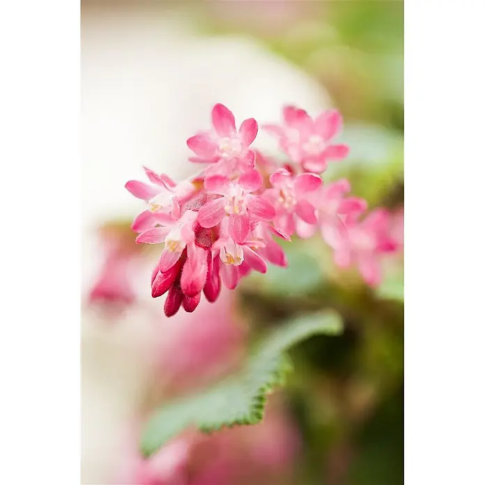 Pflanzen für dich Blutjohannisbeere 60-80 cm - Ribes sanguineum 'King Edward VII', Rot - Ein Büschel leuchtend rosa Blüten mit kleinen gelben Zentren und zarten Blütenblättern.